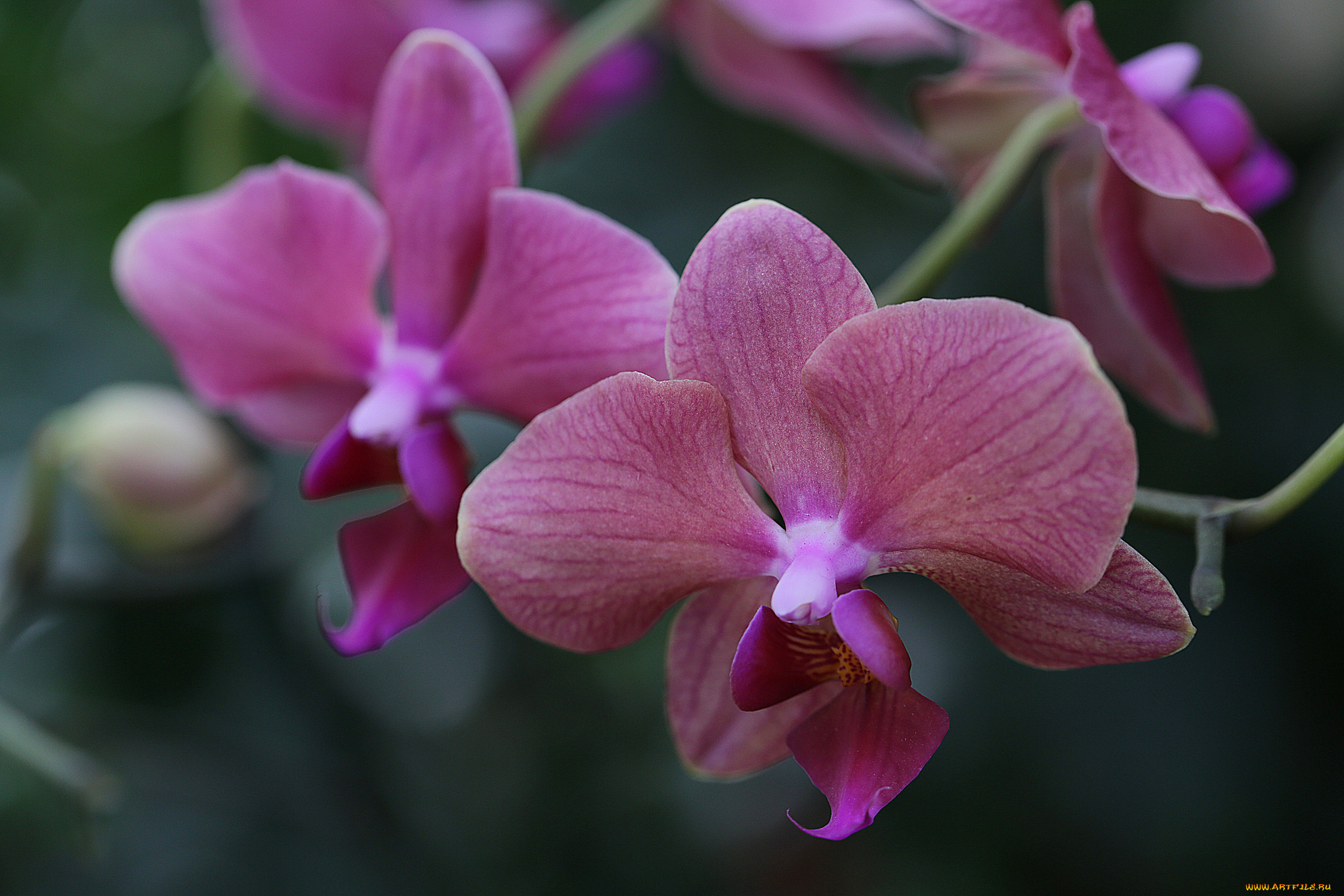 , , orchids, , flowers, flowering